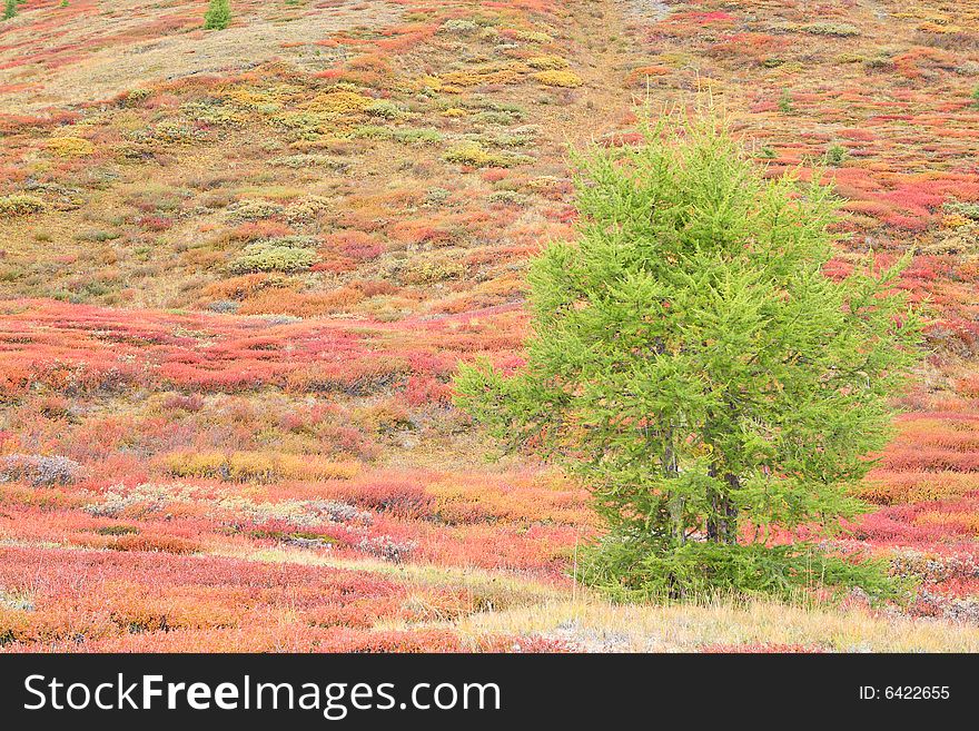 Larches In Autumnal Mountain Tundra