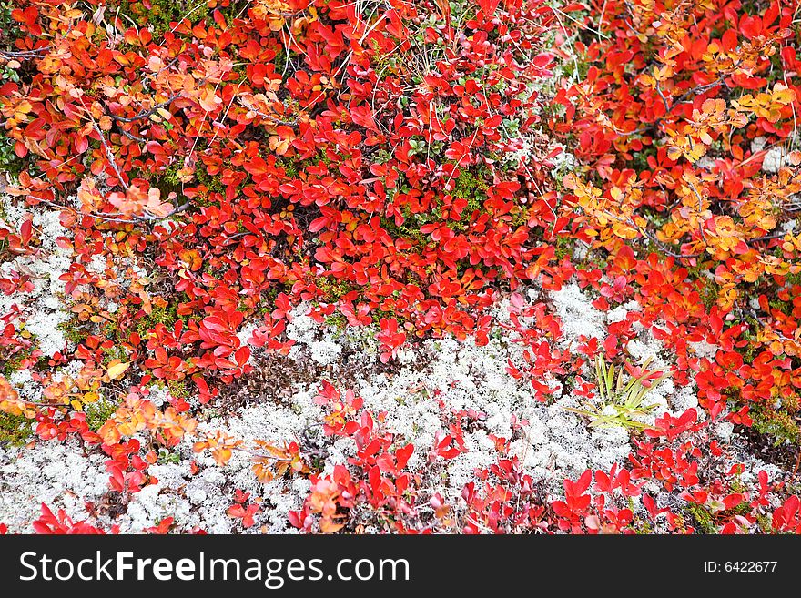 Autumn color palette in the nature