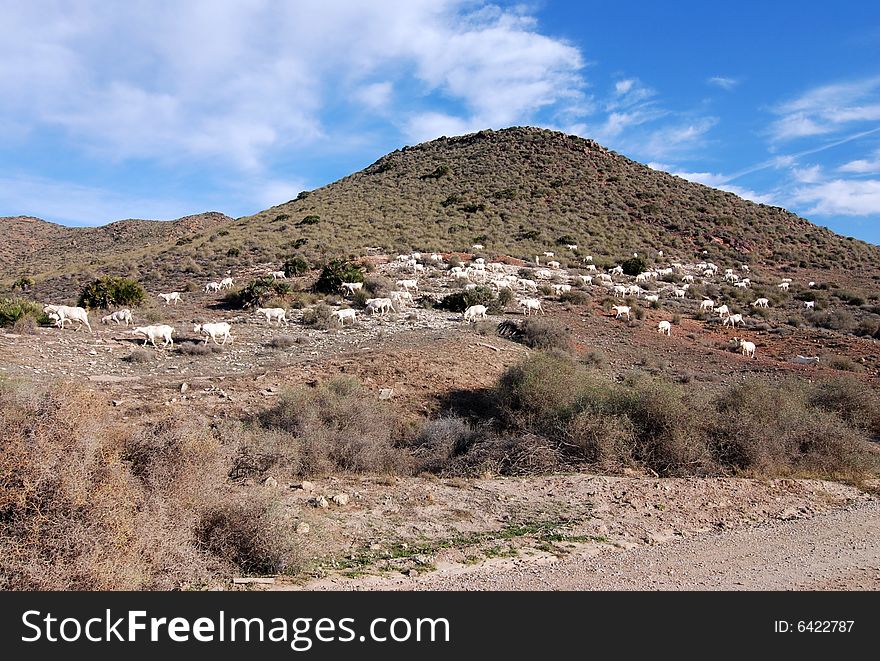 A flock of sheep grazing dry land in southern Spain. A flock of sheep grazing dry land in southern Spain.