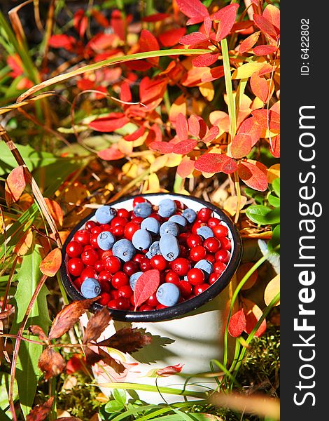 Wild berries: autumnal harvest of natural vitamins