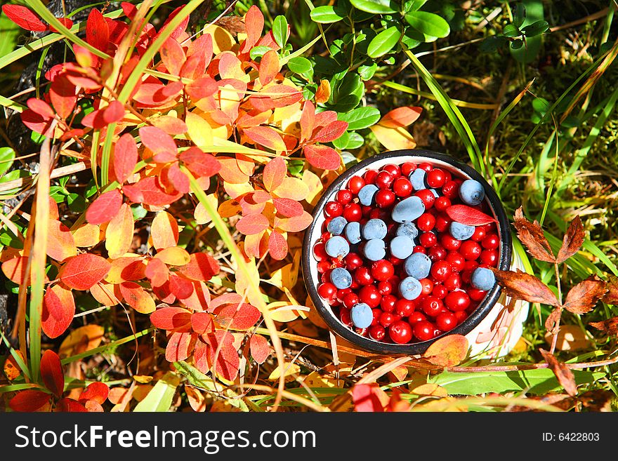 Wild berries: autumnal harvest of natural vitamins