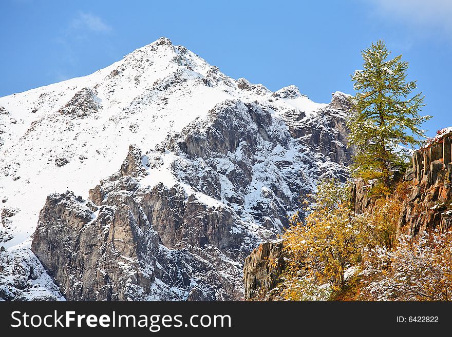 Mountain peak and larch at foreground