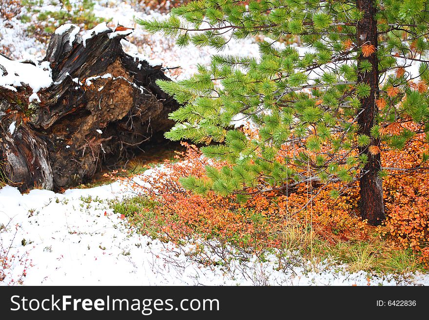 Pine tree and first snow in autumn