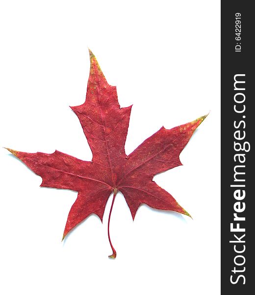 Maple leaf with white background