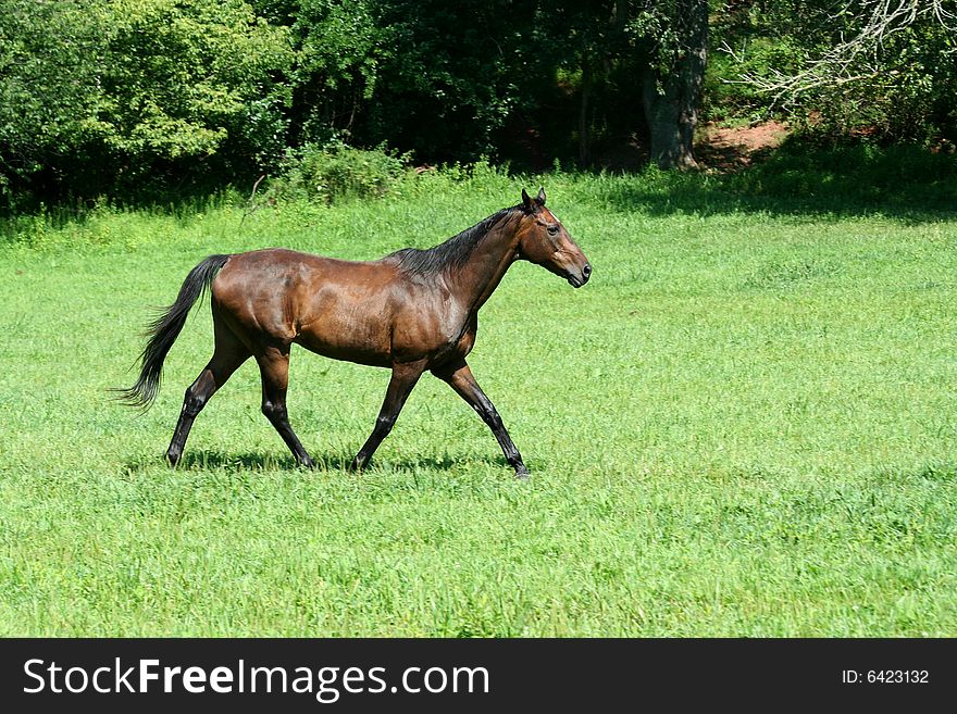 A Brown horse walking in a green field