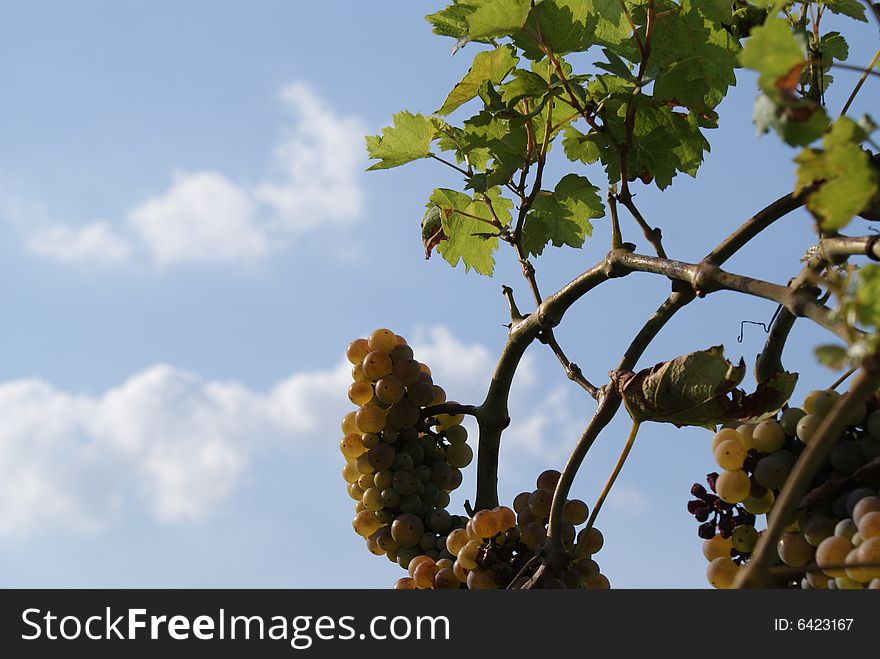 Grapes in blue sky background