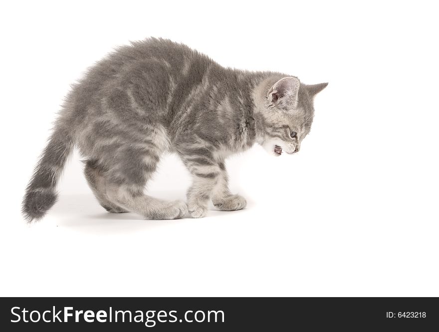 Gray marmoreal scottish breed kitten on white ground