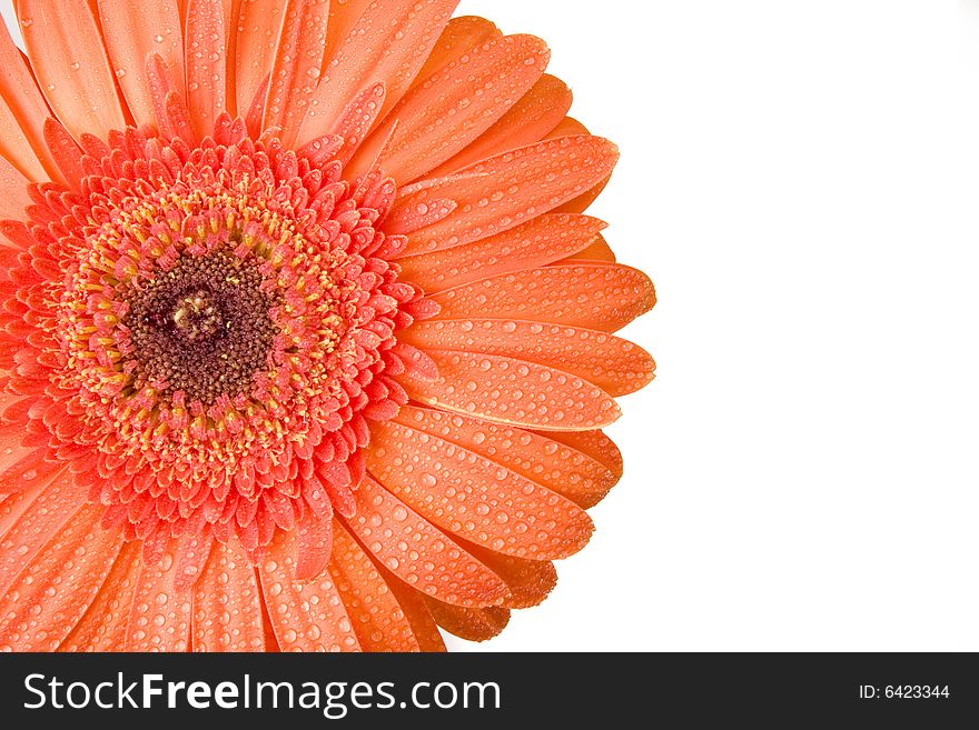 Orange Gerbera with drops of water on white ground