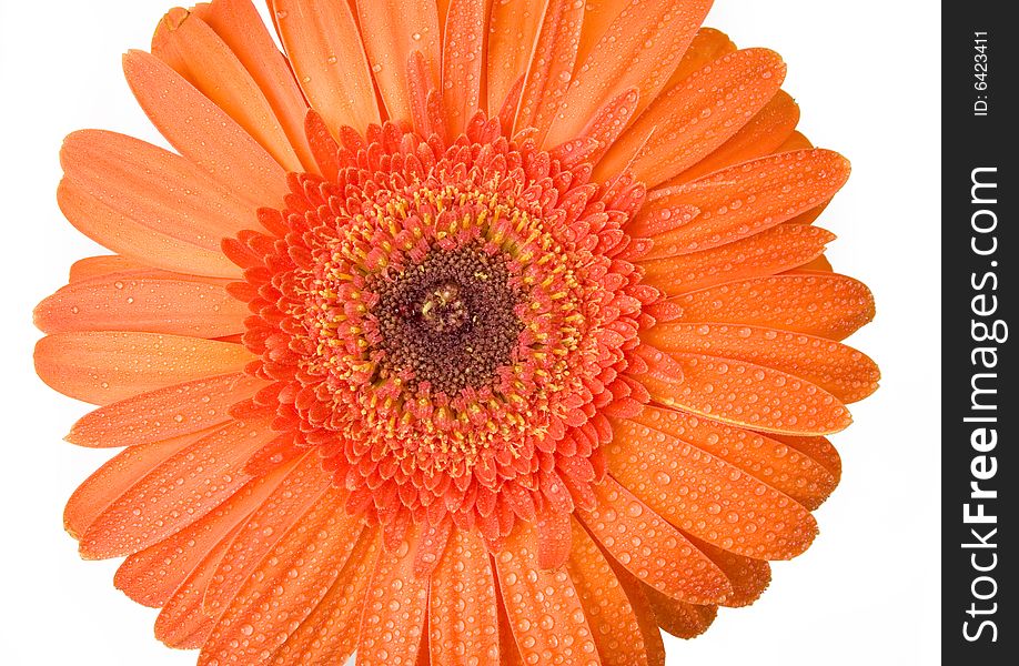 Orange Gerbera with drops of water on white ground