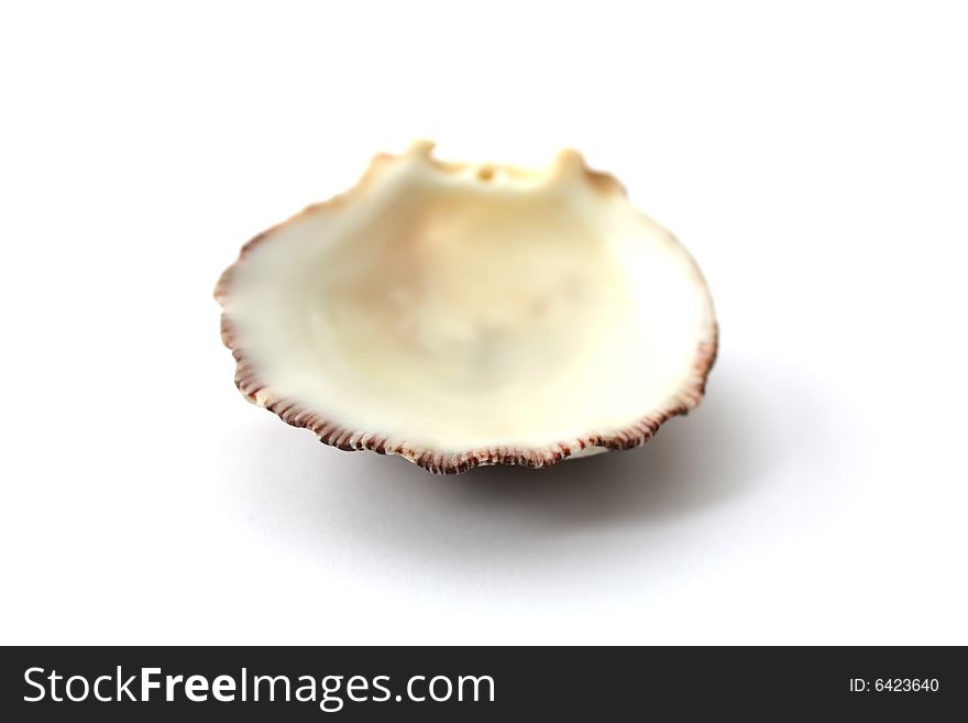 A lonely sea shell on a white background