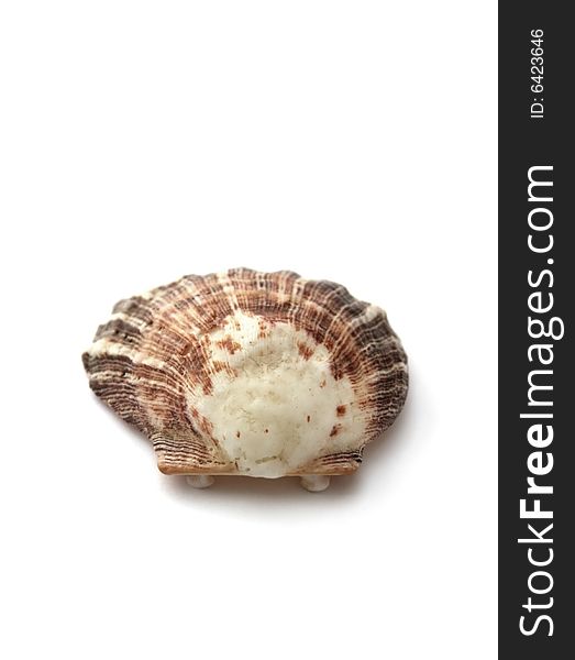 A lonely sea shell on a white background