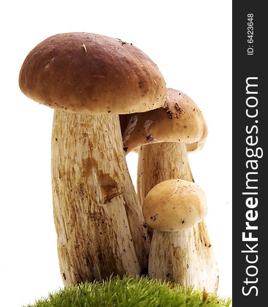 Mushrooms On White - Ceps