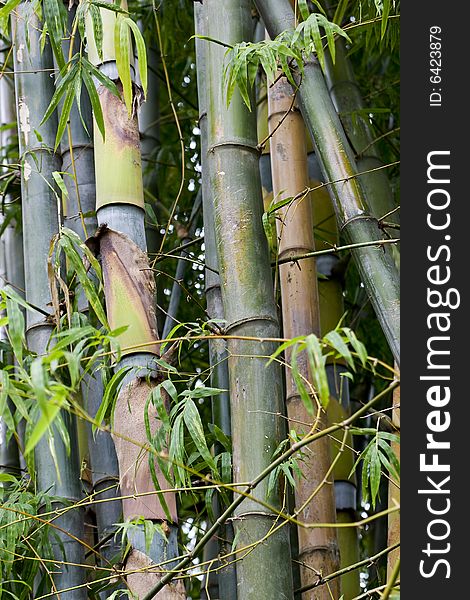 Bamboo woods, Thailand, seal vegetation with bamboo wood