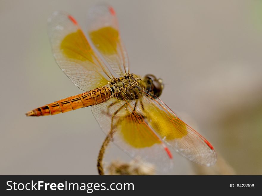 Dragon-fly as a macro photo in free nature taken