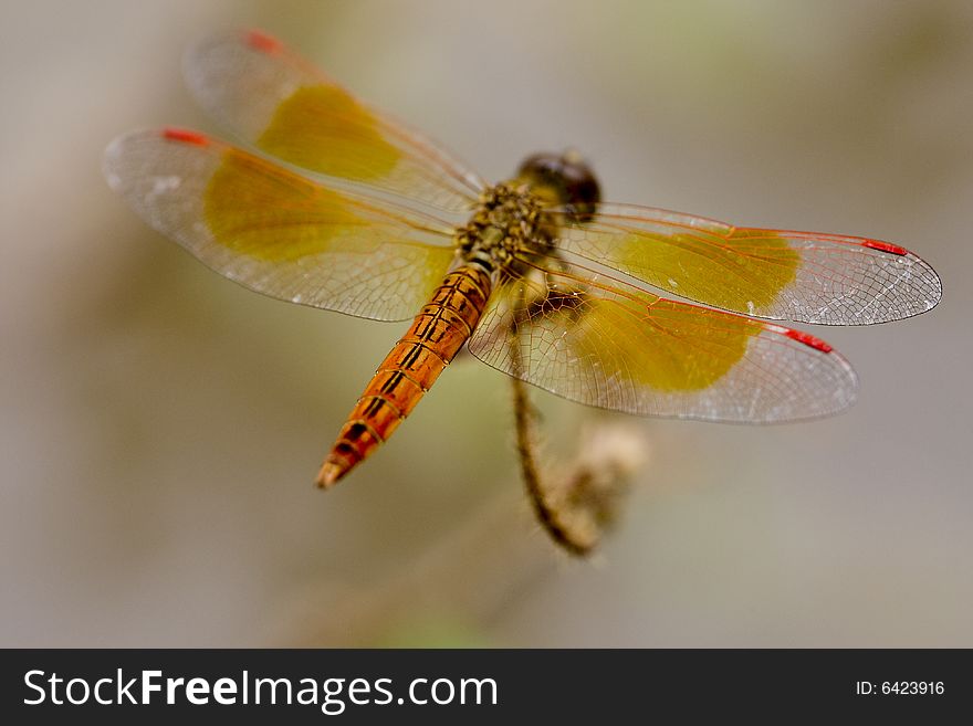 Dragon-fly as a macro photo in free nature taken