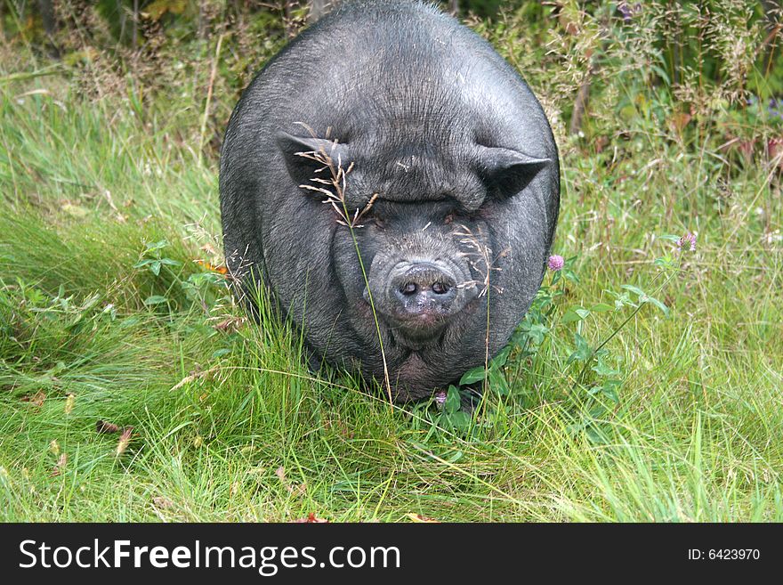 A big black pig with its belly hanging to the ground is used a domestic pet