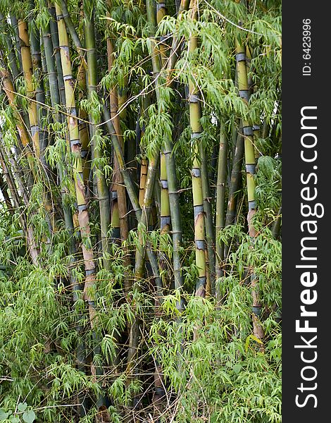 Bamboo woods, Thailand, seal vegetation with bamboo wood