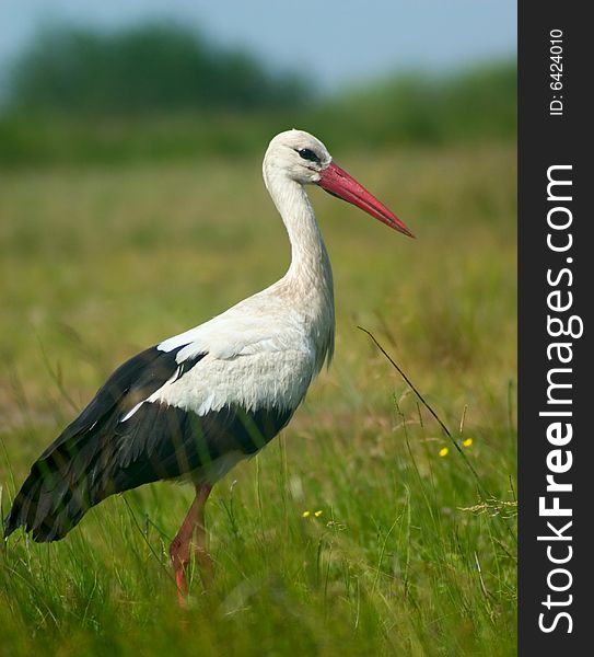 Stork walking on spring field. Stork walking on spring field