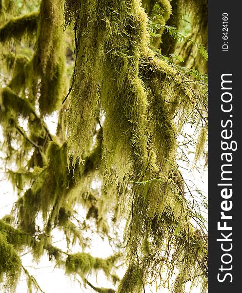 An evergreen tree covered with long green moss. An evergreen tree covered with long green moss