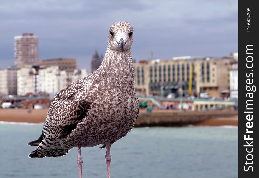 Seagull In Focus