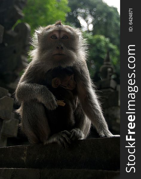 Monkey Of The Monkey Forest Temple