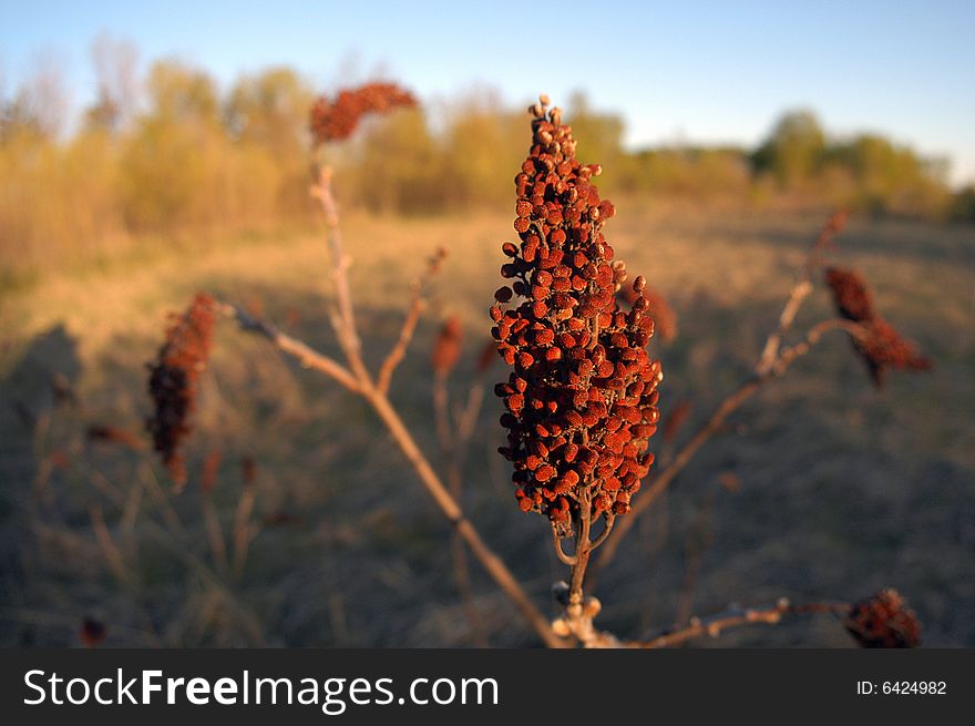 A wide-angle close-up isolating part of a plant in a marsh. A wide-angle close-up isolating part of a plant in a marsh.