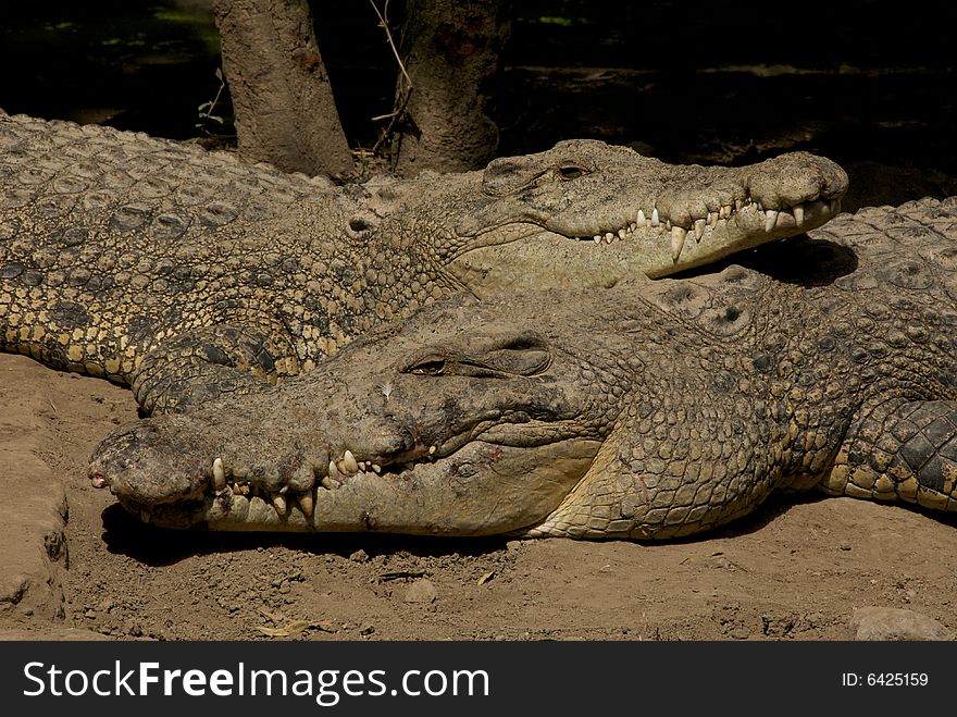 Crocodile farm, indonesia Bali island