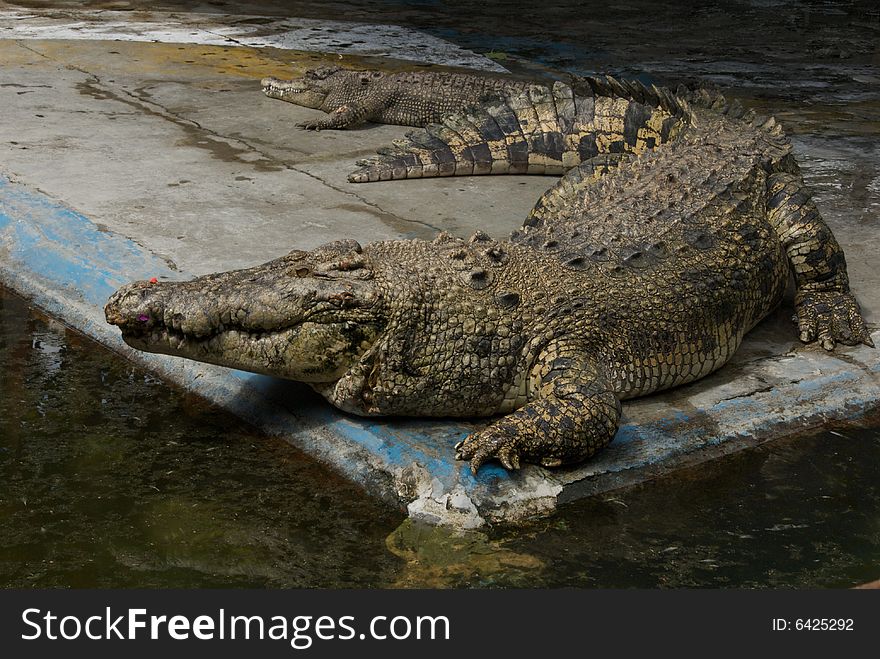 Crocodile farm, indonesia Bali island