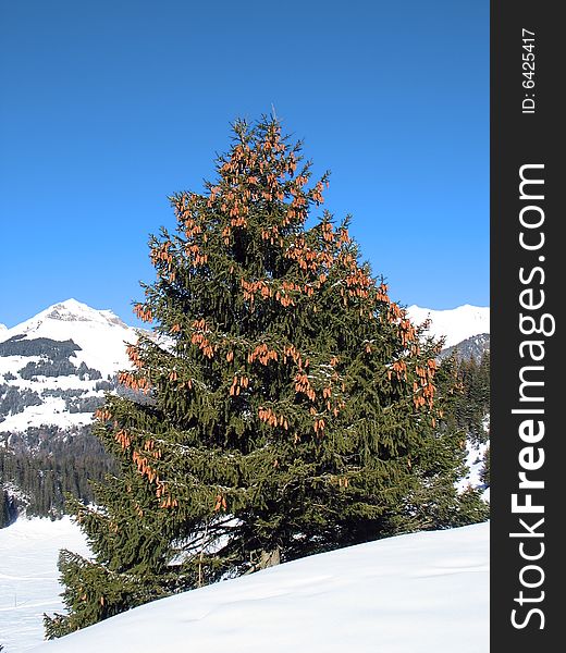 Beautiful fir with cones in snow covered mountains. Beautiful fir with cones in snow covered mountains