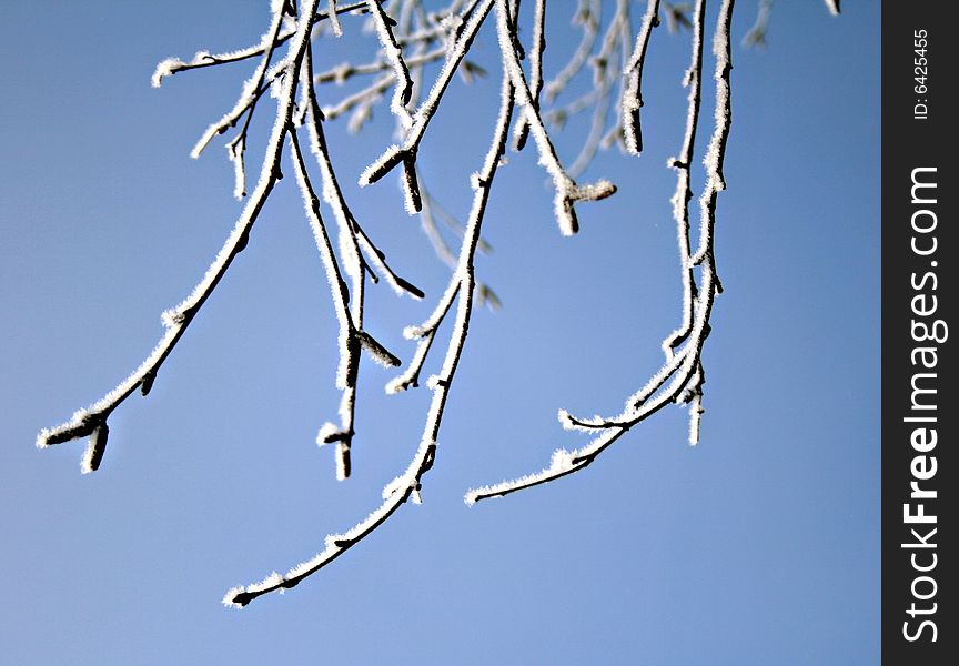 Winter branches in snow. Blue sky