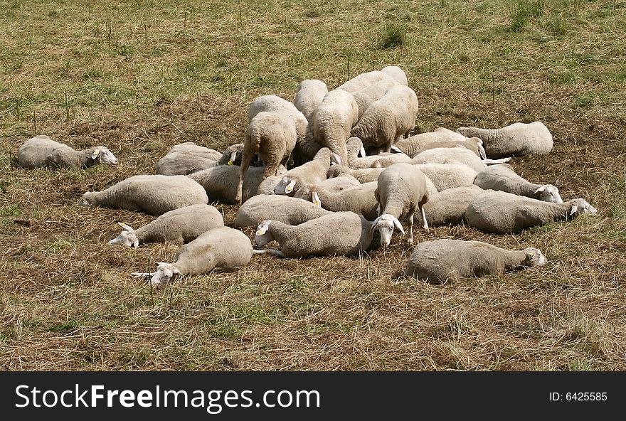 These sheeps are from a high-placed meadow in czech mountains