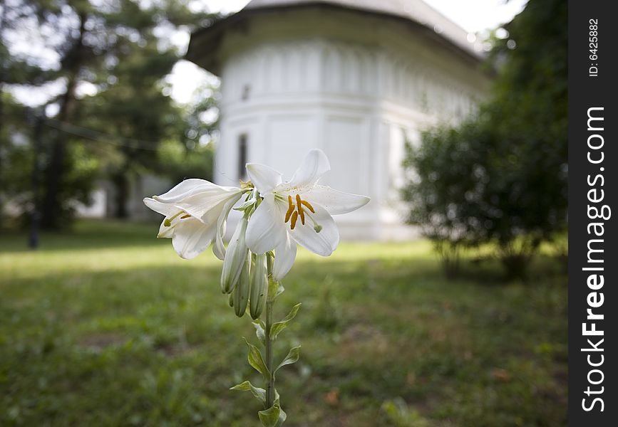 Flower with church in background