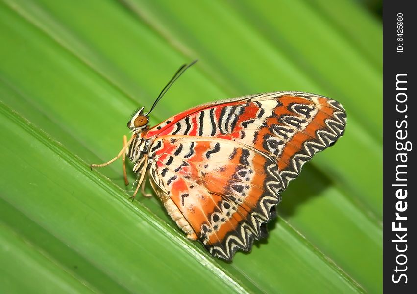 An interesting butterfly from the tropics. An interesting butterfly from the tropics