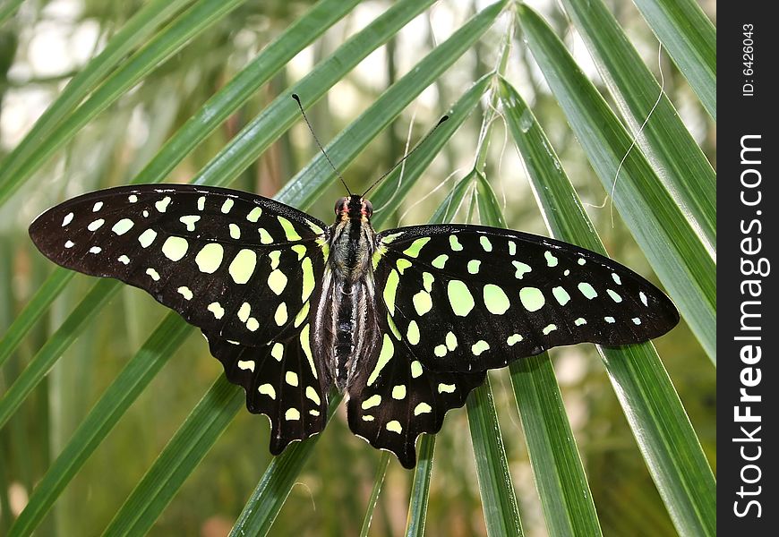 A tropical butterfly with green wings. A tropical butterfly with green wings