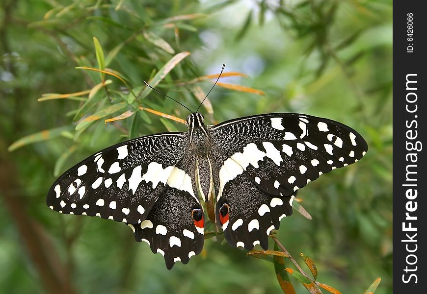 A beautiful butterfly from the tropics. A beautiful butterfly from the tropics