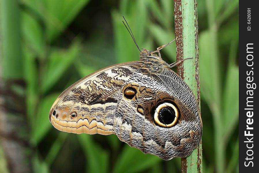 An interesting butterfly from the tropics. An interesting butterfly from the tropics