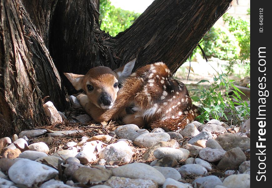 Newborn fawn resting while mother forages for food.