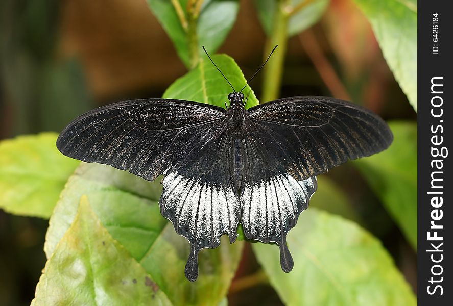 A black butterfly that lives in tropics