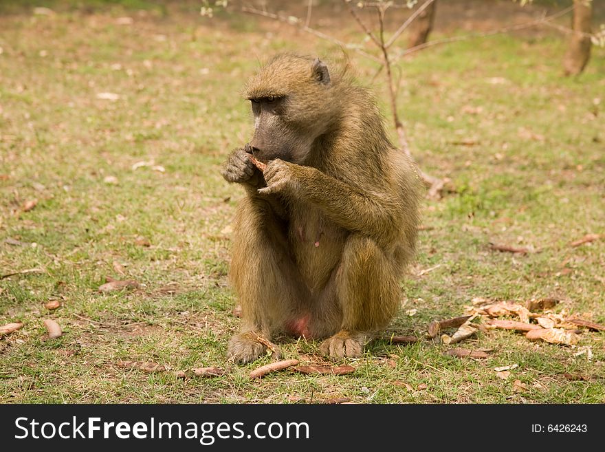 Baboon eating seeds Livingstone Zambia Africa