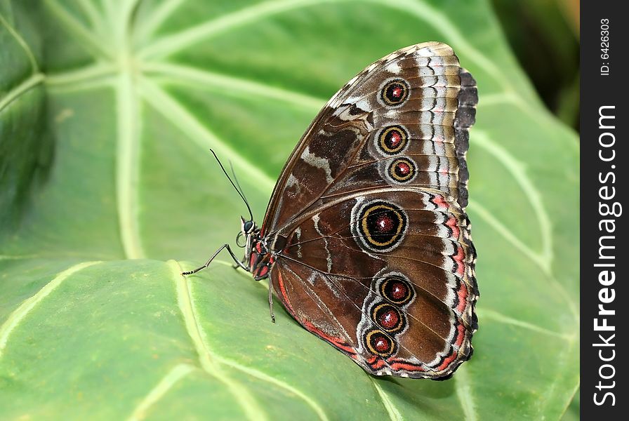 Very attractive and relaxing tropical butterfly. Very attractive and relaxing tropical butterfly