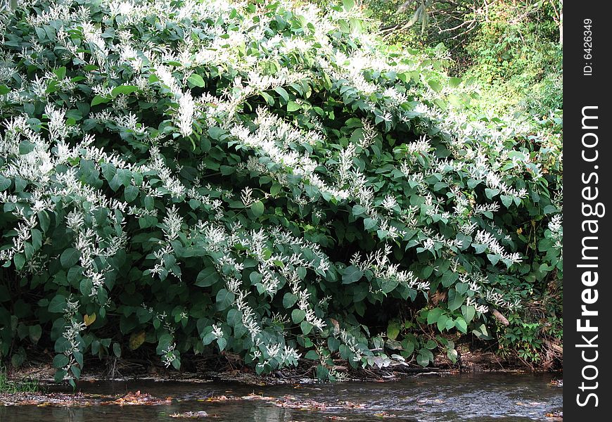 A bush by the stream, in summertime. A bush by the stream, in summertime.