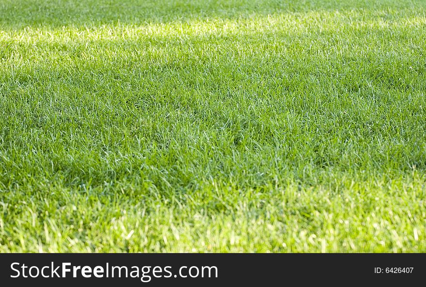 Green grass texture with sun reflection. Green grass texture with sun reflection