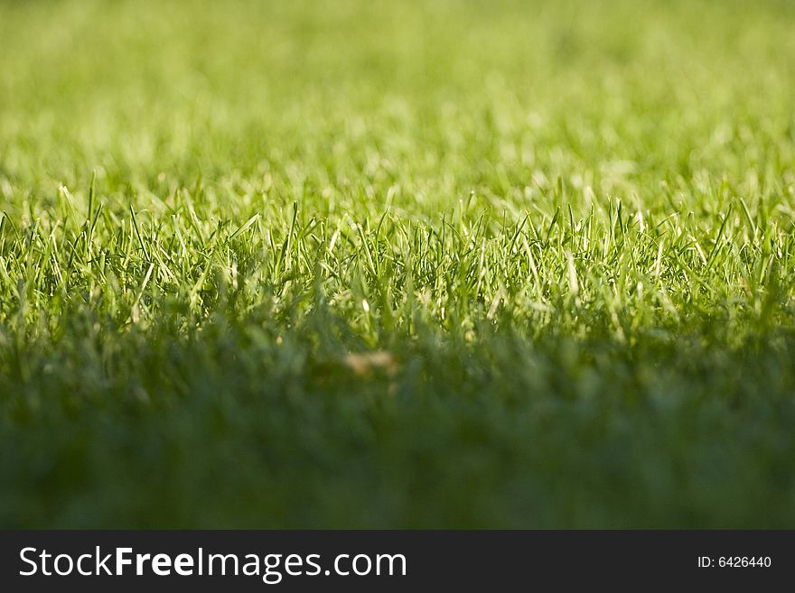 Green grass texture with sun reflection. Green grass texture with sun reflection