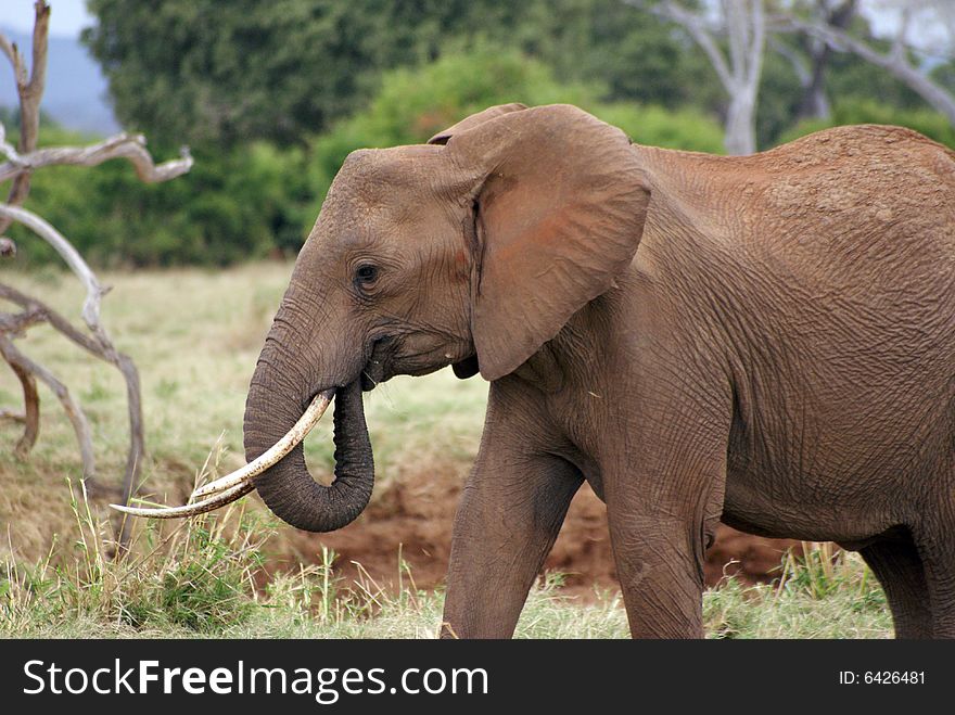 An african elephant eating the bush, Kenya. An african elephant eating the bush, Kenya