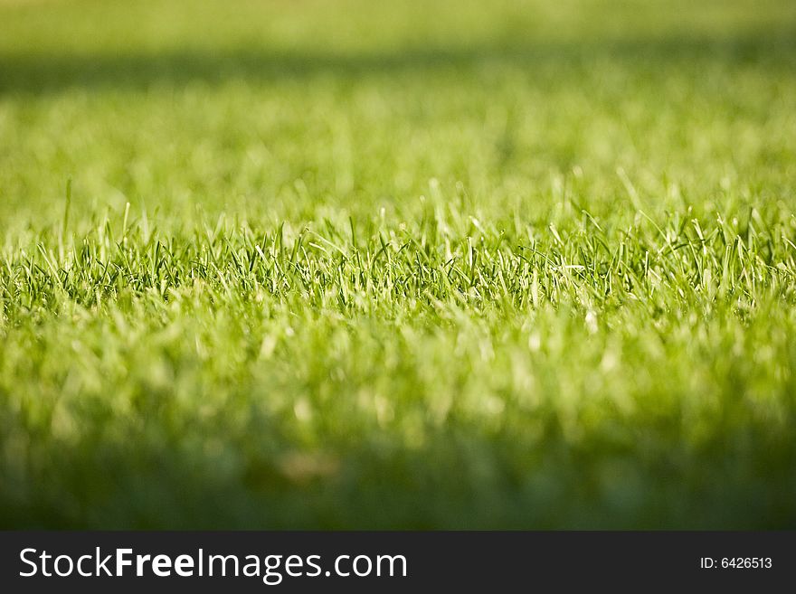 Green grass texture with sun reflection. Green grass texture with sun reflection