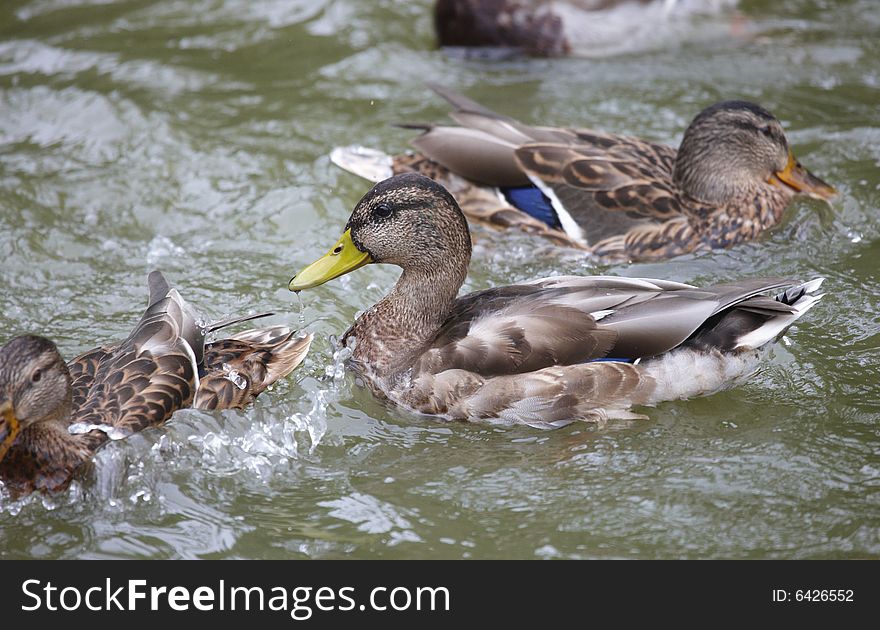 Ducks in the pond