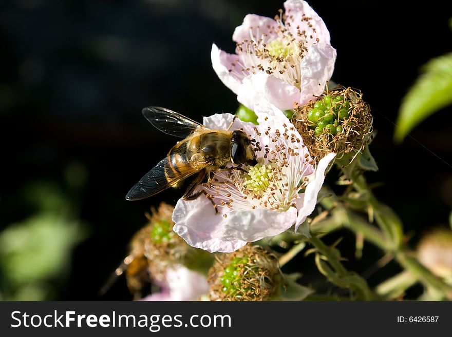 A bee gather nectar from a pink flower with brown pistil.
