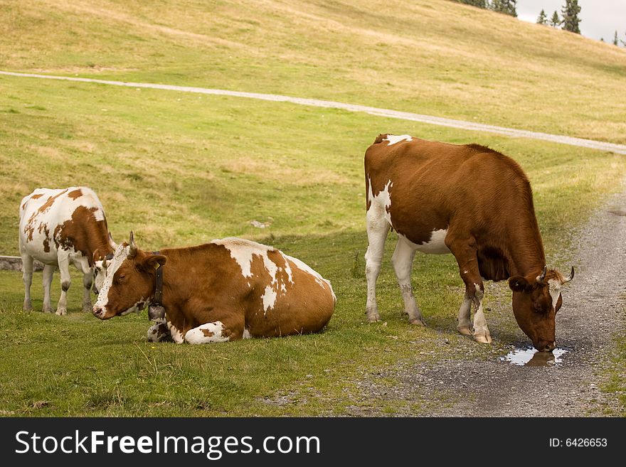 Three quiet cow eat some grass in a swiss alps meadow. Three quiet cow eat some grass in a swiss alps meadow.