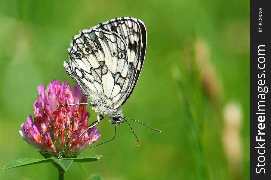 Butterfly On A Clover