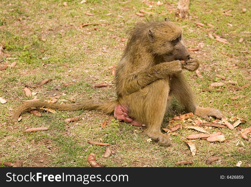 Baboon eating seeds Livingstone Zambia Africa